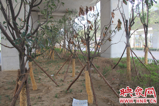 北三環(huán)經(jīng)三路橋下種的樹木有的葉子已經(jīng)干枯。