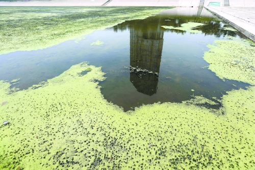 幾近干涸、臭氣熏天、長滿水草的東風(fēng)渠，已不見往日容顏　 記者 侯建勛/攝