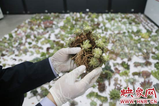 這些被截獲的多肉植物郵件面單上的品名大多申報(bào)為“禮物”、“衣服”等，屬于瞞報(bào)行為。
