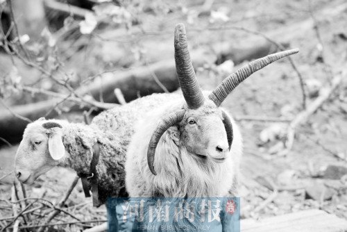 “咩……我的原主人說，他養(yǎng)了一輩子羊，也沒見過我這種情況”