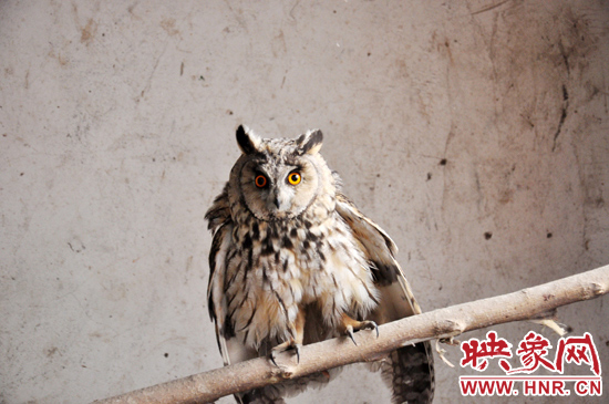據(jù)了解，長(zhǎng)耳鸮屬于夜行動(dòng)物，是一種益鳥，主要捕食鼠類。