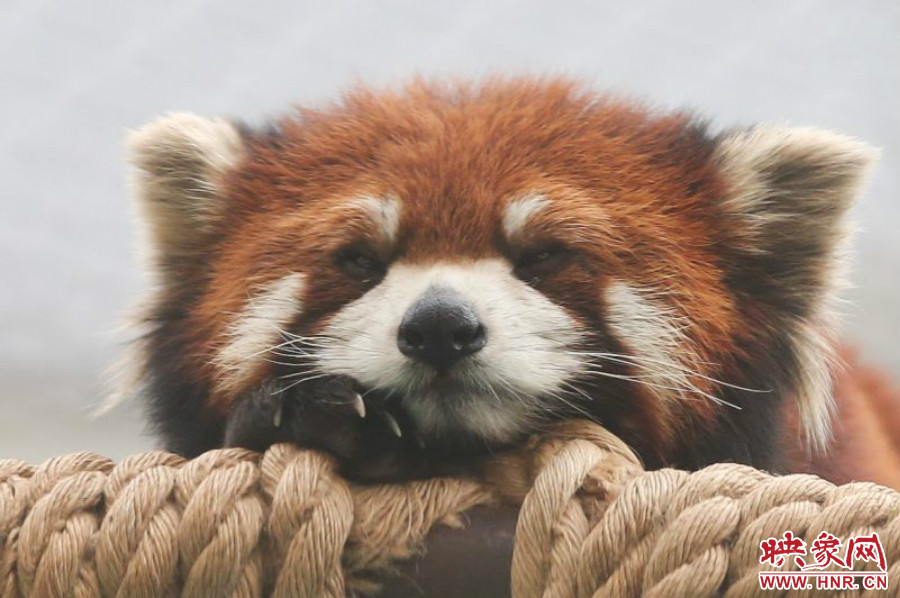 小熊貓在世界各動物園中是相當受歡迎的動物。