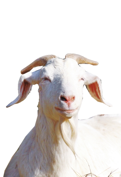 奶山羊,這種羊?yàn)楸就辽窖?，以產(chǎn)奶為主，產(chǎn)奶量高。具有“頭長、頸長、體長、腿長”的特征，俗稱“四長羊”