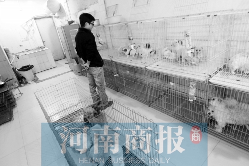 市民反映，淮河路“緣寵”寵物店曾出售疑似患病的狗