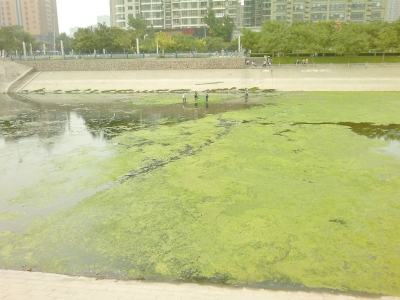 綠藻野蠻生長(zhǎng)，給東風(fēng)渠的水質(zhì)，帶來(lái)極大威脅。