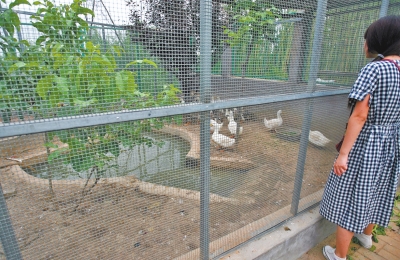 救助鳥類的大籠子里沒有鳥類，鴨子和鵝占了“鵲巢