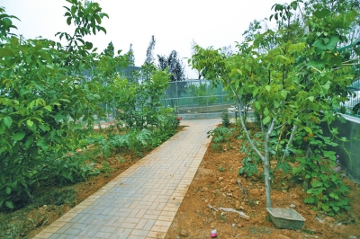 路兩邊是核桃樹，而路的盡頭救助野生鳥類的籠子，鴨子和鵝占了鵲巢