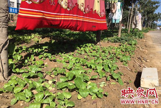 西四環(huán)中原路交叉口，大片生態(tài)廊道被毀，變成私家菜園。