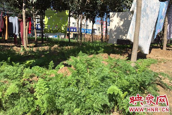 西四環(huán)中原路交叉口，大片生態(tài)廊道被毀，變成私家菜園。