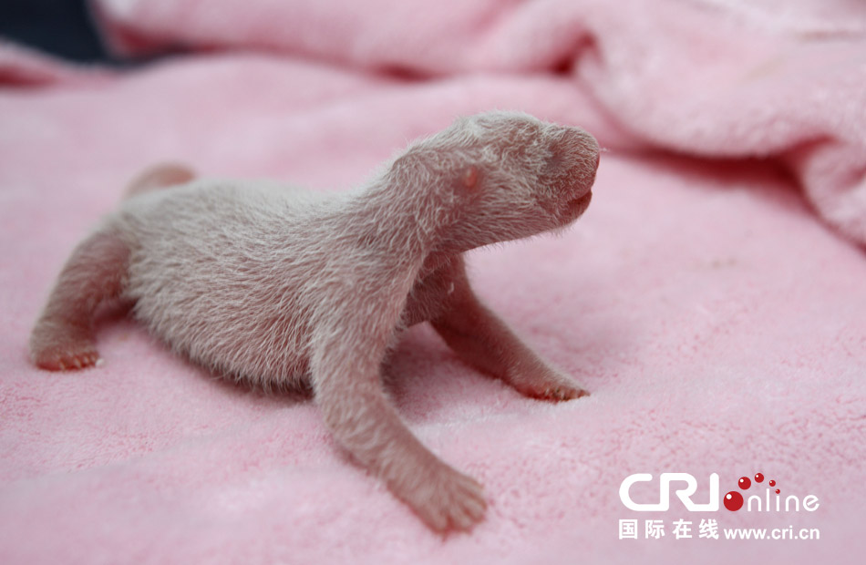 2013年7月11日，成都大熊貓繁育研究基地月亮產(chǎn)房，新生大熊貓寶寶在育嬰箱里憨態(tài)可掬。