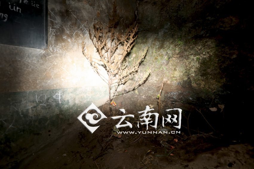 　教室里沒(méi)有燈，光線太暗，村民便種下了野蘇麻，希望教室有綠色，讓孩子們看到“希望”。 徐弘毅 攝