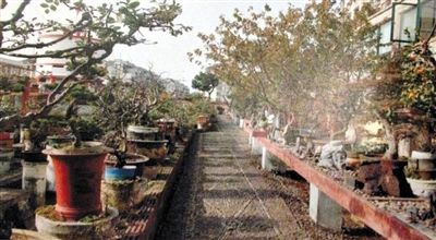劉光嘉出示博物館內(nèi)部圖片中，擺放著各種盆景。