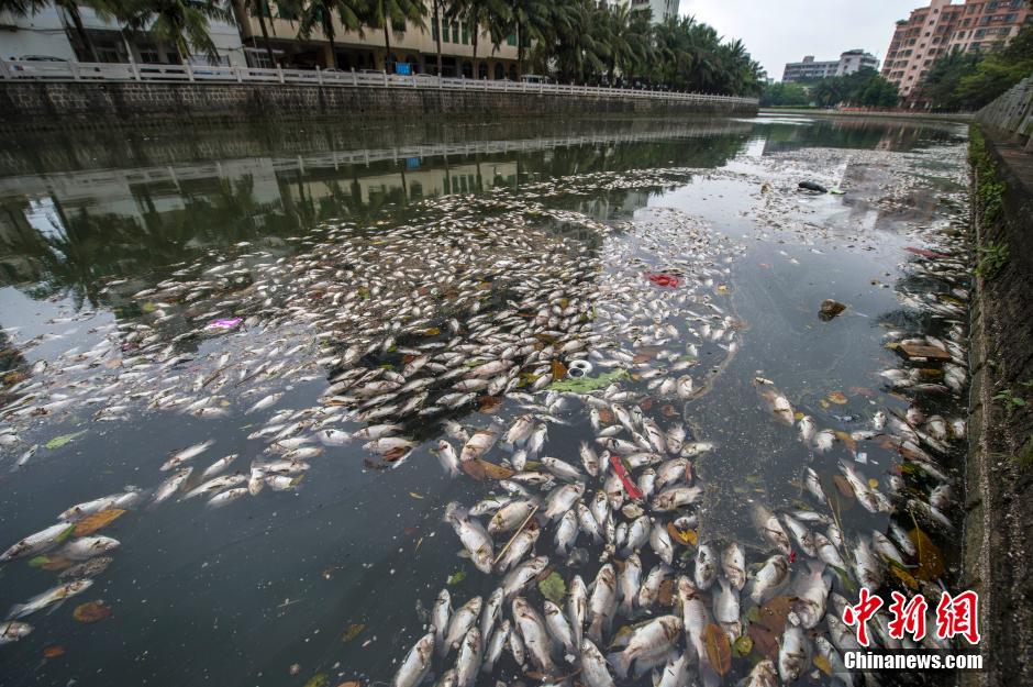?？诿郎岷蝇F(xiàn)大面積死魚 河面蔓延超一公里長