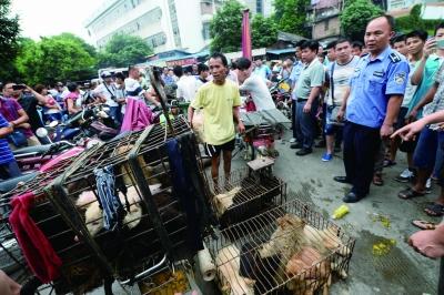 今天是廣西玉林狗肉節(jié)，市場上的攤販增加了數(shù)倍，城管也出動對市場上的占道行為進(jìn)行規(guī)范 記者 劉暢 攝