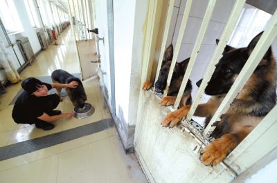 馴犬員給搜油犬準(zhǔn)備晚餐。