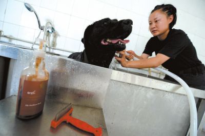天熱時,搜油犬會天天洗澡。