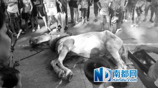 死馬拉的車。 游客圍觀死馬。游客供圖