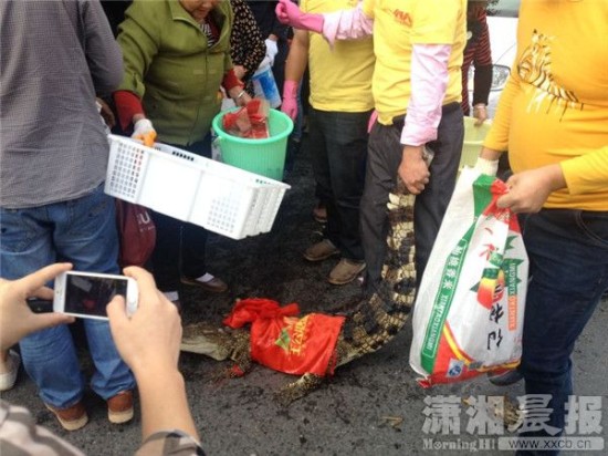 鱷魚被車主抓到。