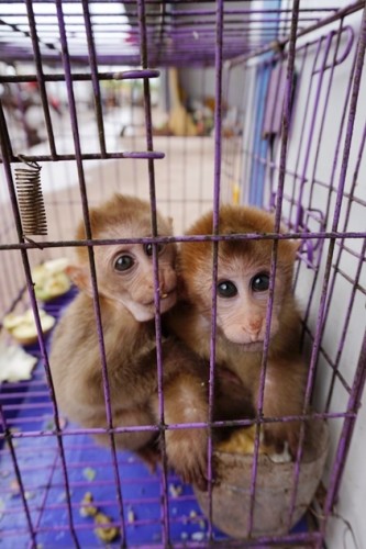 獼猴、麂子、白鷴、果子貍、豪豬、豺狗、熊、竹鼠等國家保護(hù)野生動(dòng)物或?yàn)l危物種，在此成為各路食客的盤中餐