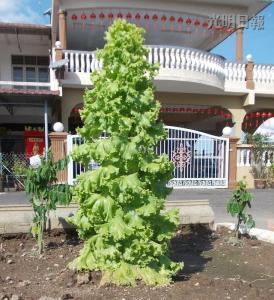 馬口親善花園居民李亞德種出“高人一等”的生菜，這棵3英尺高的生菜好像圣誕樹，令人稱奇。