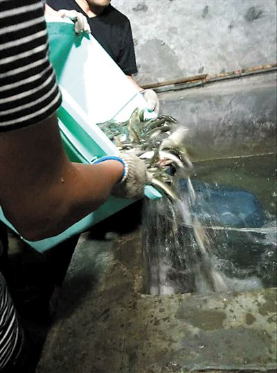 主人將撈上來(lái)的魚放進(jìn)魚池。