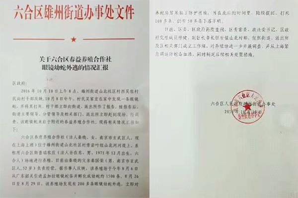 交匯點(diǎn)10月10日消息， 10日晚上，一則消息在南京人的朋友圈和微信群里瘋傳，網(wǎng)傳消息稱：六合雄州街道山北村一個(gè)農(nóng)莊私自養(yǎng)眼鏡蛇，幾天前突然跑出來了，估計(jì)二三百條。交匯點(diǎn)記者向六合區(qū)委宣傳部相關(guān)人士求證，證實(shí)了此事確實(shí)發(fā)生。