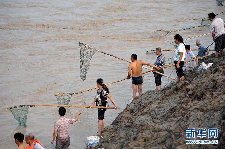 7月6日,在山西省平陸縣黃河岸邊,人們?cè)诤舆叢稉泣S河“流魚(yú)”。