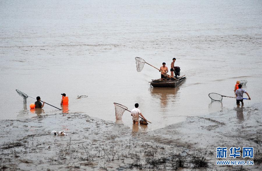 7月6日,在山西省平陸縣黃河河道內(nèi),人們?cè)诓稉泣S河“流魚(yú)”。