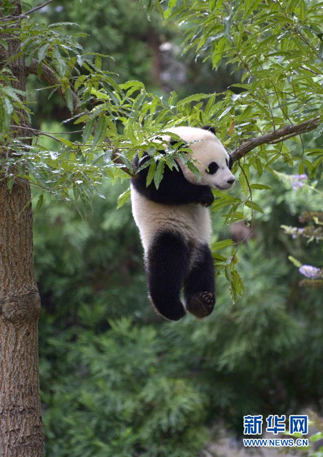 8月23日,大熊貓“寶寶”在美國華盛頓的國家動物園玩耍。新華社記者殷博古攝
