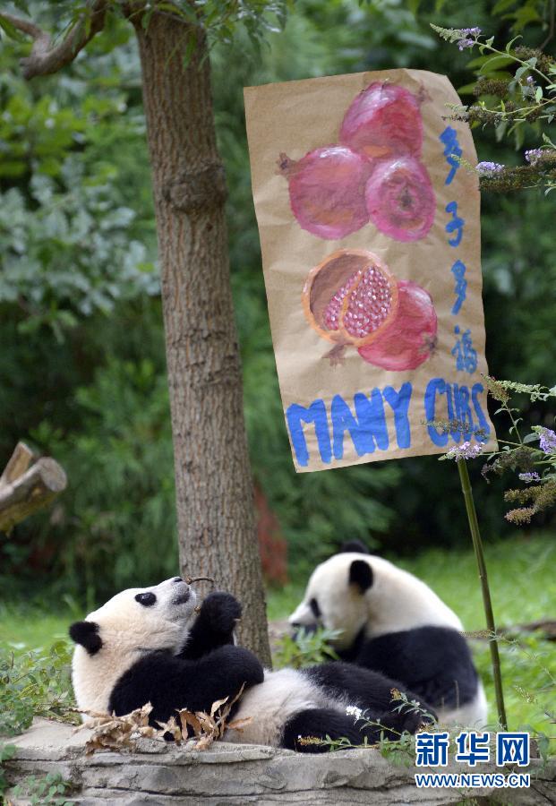 8月23日,大熊貓“寶寶”在美國華盛頓的國家動物園參加“抓周”儀式。