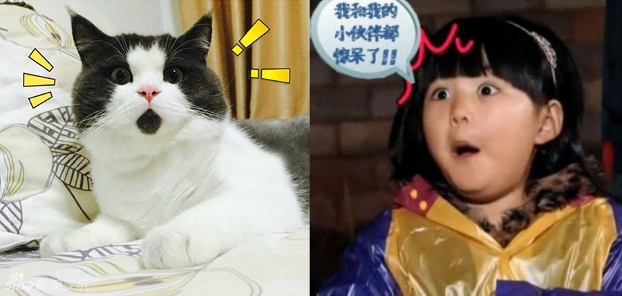 不小心就撞臉了！盤(pán)點(diǎn)動(dòng)物界的明星相