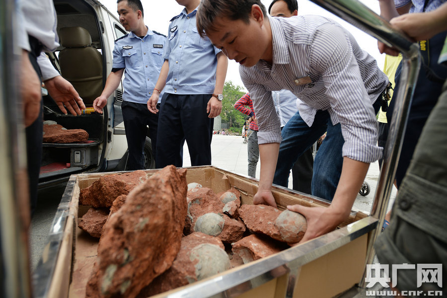 2015年4月19日，廣東河源，道路改造施工現(xiàn)場，挖出一大窩恐龍蛋化石。