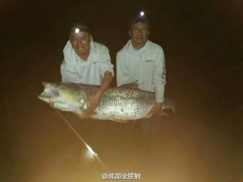 　圖為大魚需要兩個人抱起。