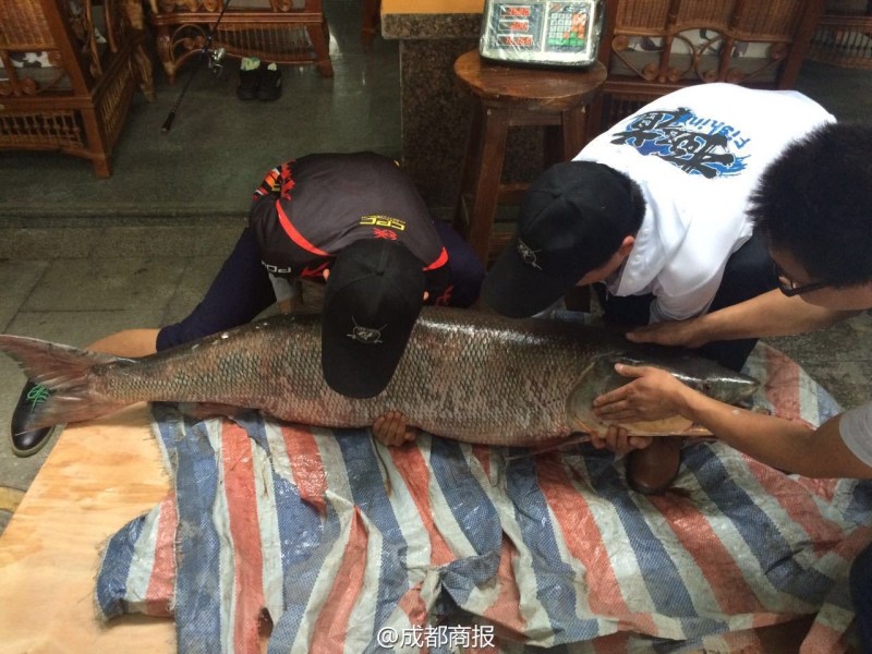 圖為父子倆翻動大魚。