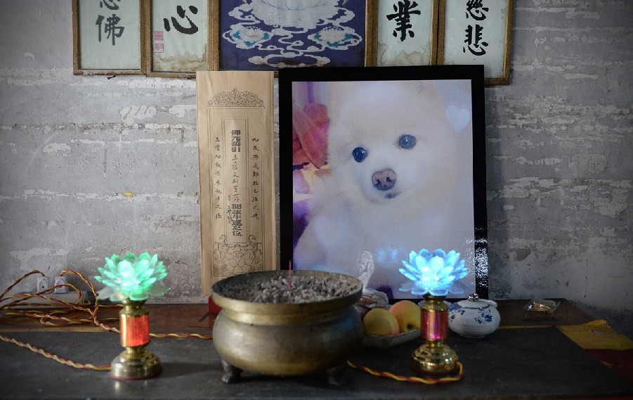 寵物狗的遺像被擺放在寺廟中。