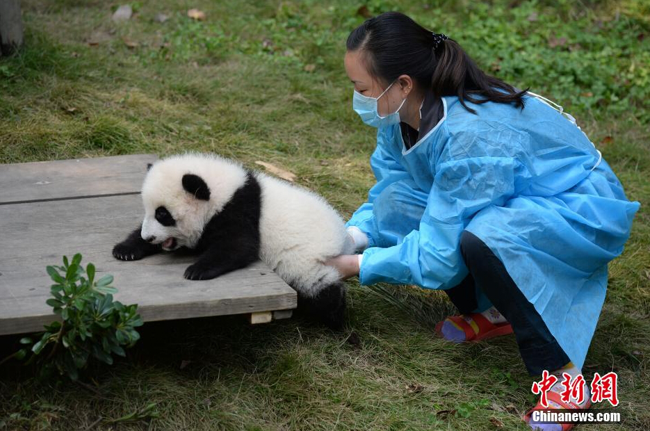 一名飼養(yǎng)員正幫助一只小大熊貓練習攀爬。