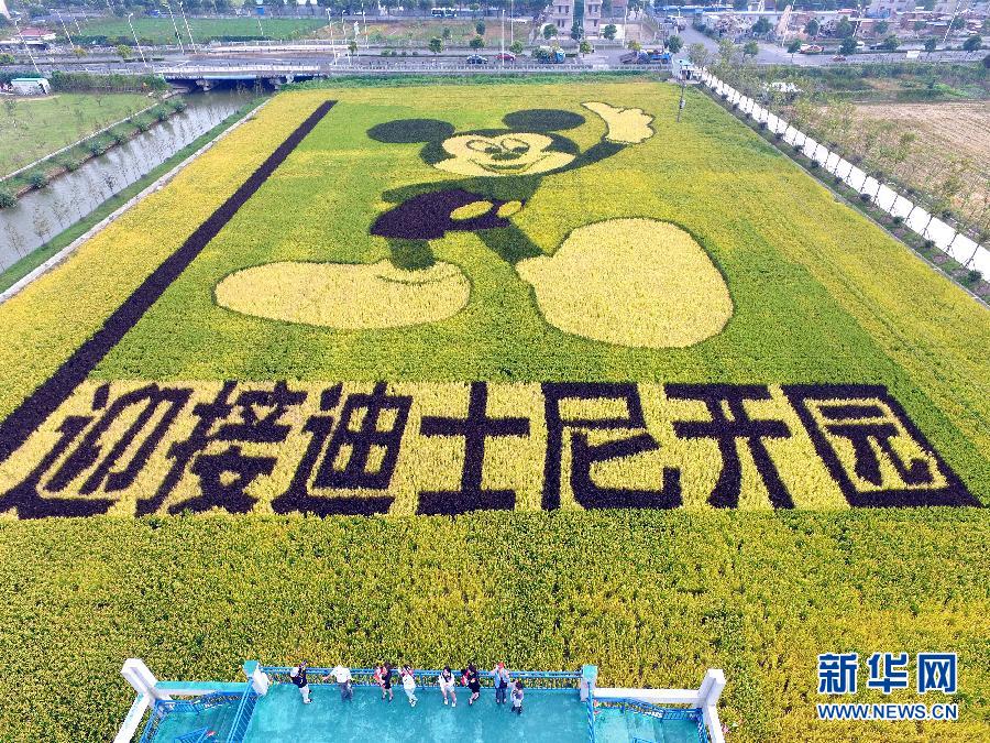 10月25日，游客在觀景臺(tái)上觀賞“米老鼠”稻田畫。