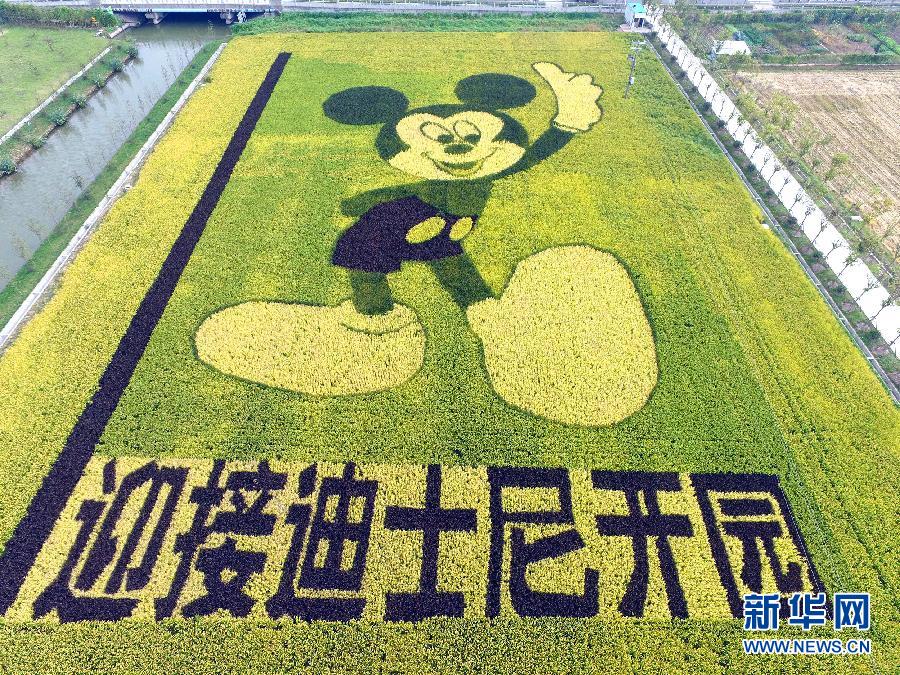 10月25日，游客在觀景臺(tái)上觀賞“米老鼠”稻田畫。