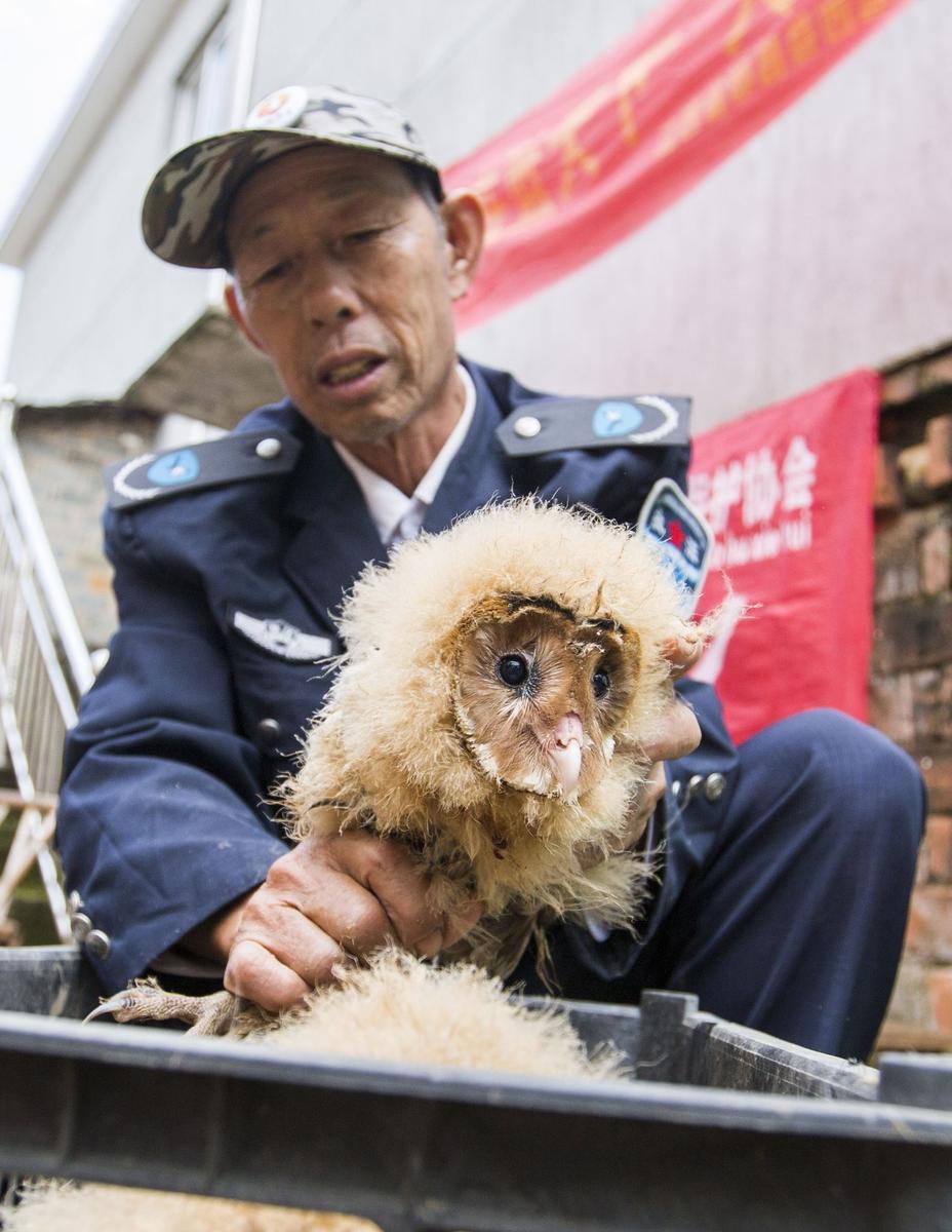 這5只雛鳥長得既像貓頭鷹，又像老鷹，危億玲和她丈夫便上網(wǎng)查詢，也沒查出來到底是什么動(dòng)物。因?yàn)閾?dān)心這些雛鳥是保護(hù)動(dòng)物，放在自己家里會(huì)養(yǎng)不好，危億玲便聯(lián)系上了都昌縣林業(yè)局野生動(dòng)植物保護(hù)管理站。