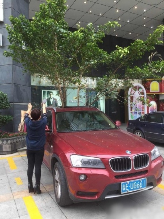 一輛停在停車位上的寶馬轎車，被墜落的樹枝砸中，樹枝徑直插入車內(nèi)，現(xiàn)場(chǎng)引發(fā)不少市民圍觀拍照。