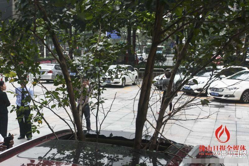 一輛停在停車位上的寶馬轎車，被墜落的樹枝砸中，樹枝徑直插入車內(nèi)，現(xiàn)場(chǎng)引發(fā)不少市民圍觀拍照。