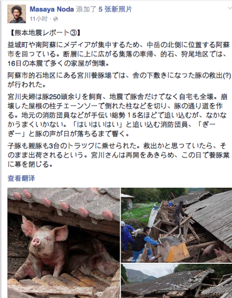 熊本地震后現(xiàn)“豬堅強” 救出后被送屠宰場