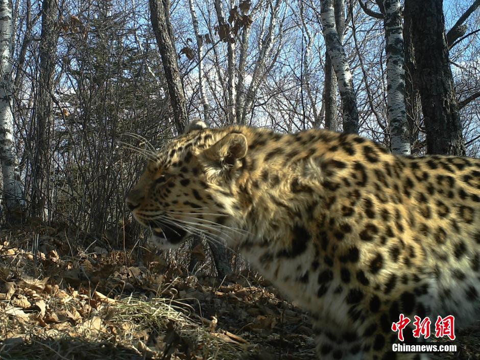 黑龍江老爺嶺保護區(qū)多次拍到野生東北虎、豹影像