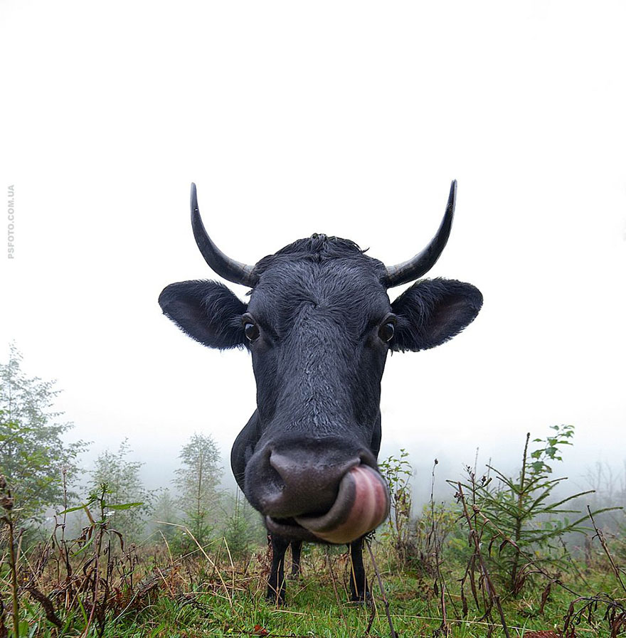 它們都是表情帝！一組不可思議的動物肖像