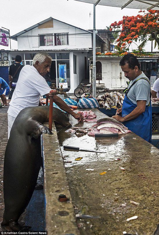 厄瓜多爾海獅成魚攤“?？汀?排隊“買”金槍魚