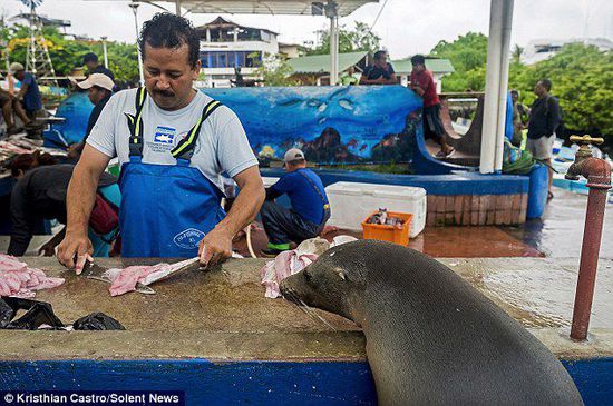 厄瓜多爾海獅成魚攤“?？汀?排隊“買”金槍魚
