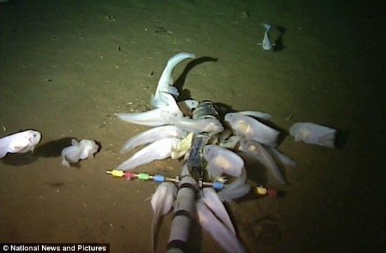 白色怪魚(yú)潛伏海下8000米 刷新世界最深魚(yú)類紀(jì)錄
