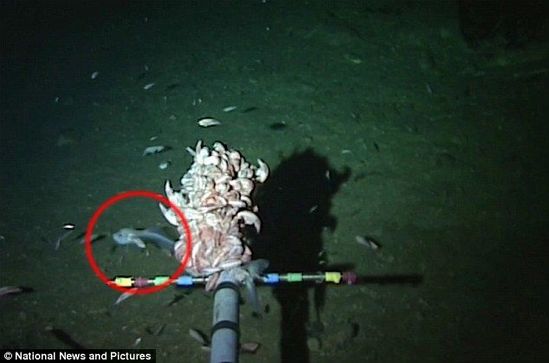 白色怪魚(yú)潛伏海下8000米 刷新世界最深魚(yú)類紀(jì)錄