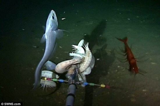 白色怪魚(yú)潛伏海下8000米 刷新世界最深魚(yú)類紀(jì)錄