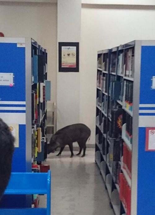 野豬進入圖書館后開始四處“閑逛”。